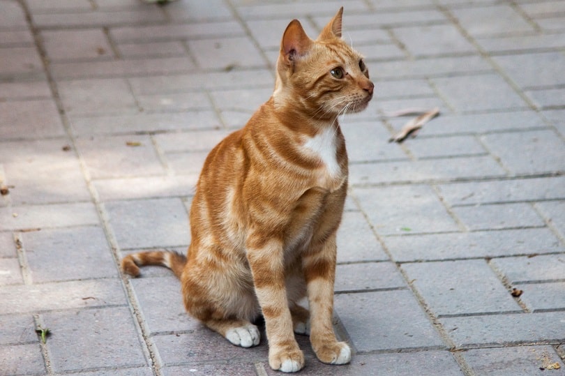 a stray cat sitting on the sidewalk