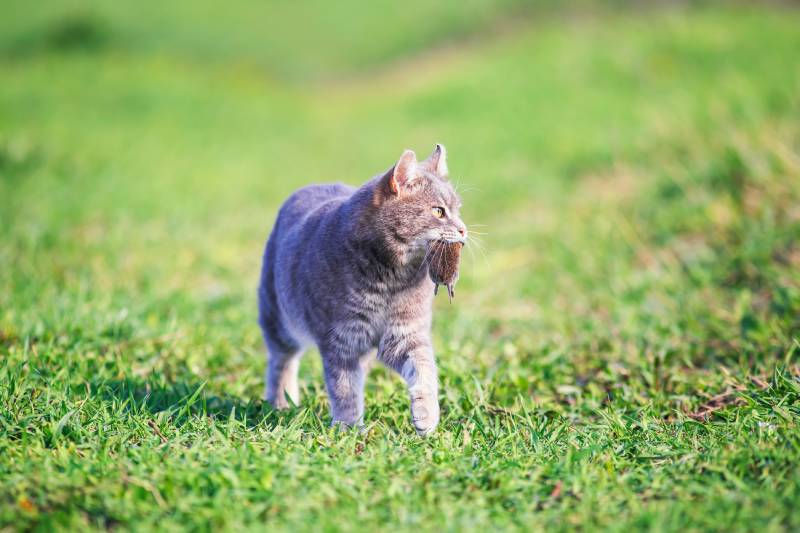 A cat walks on green grass