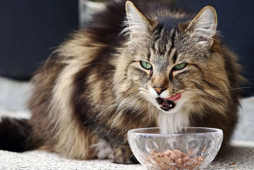 norwegian forest cat eating cat food from a bowl
