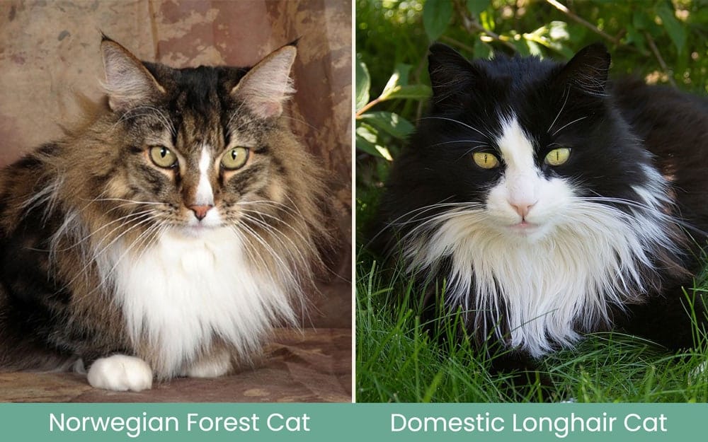 norwegian forest cat vs domestic longhair cat