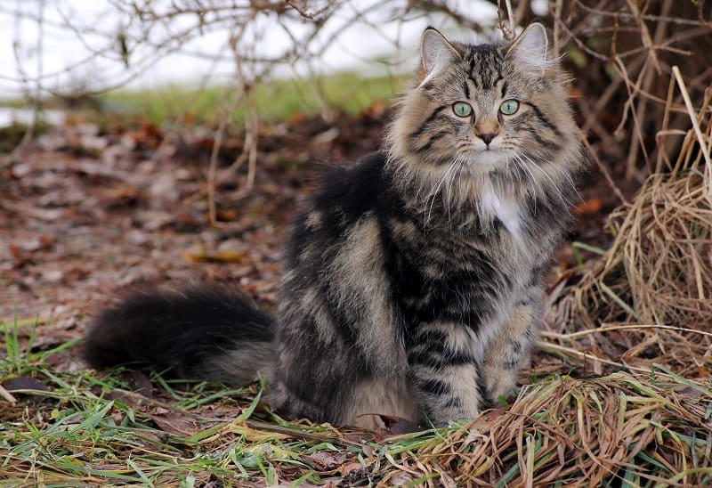norwegian forest cat_shutterstock_Astrid Gast