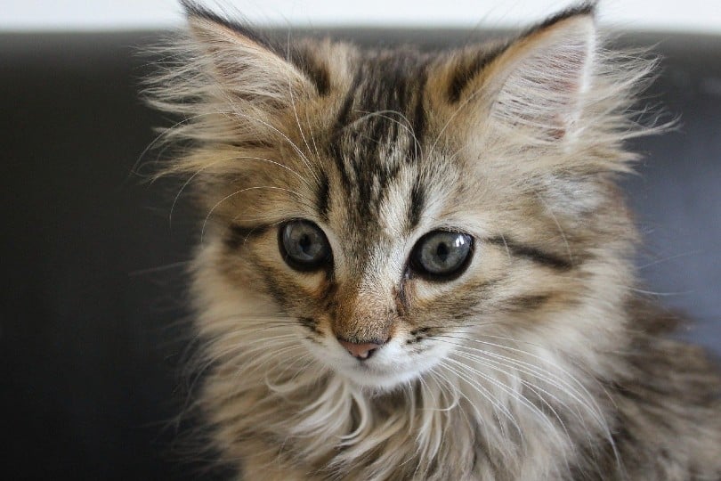 norwegian forest kitten