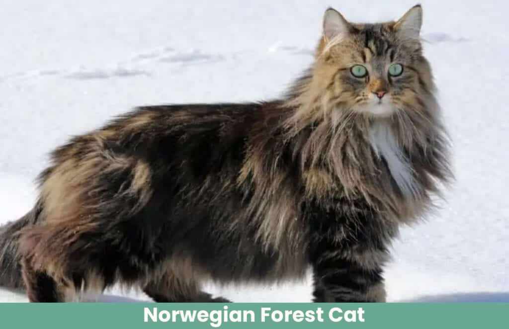 norweigian-forest-cat 2023