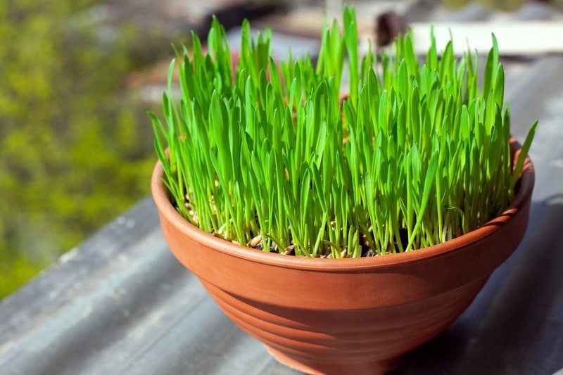 oat grass in clay pot