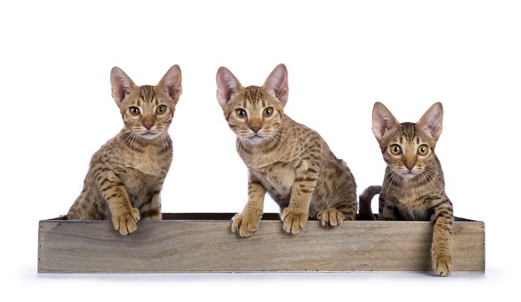 ocicat kittens