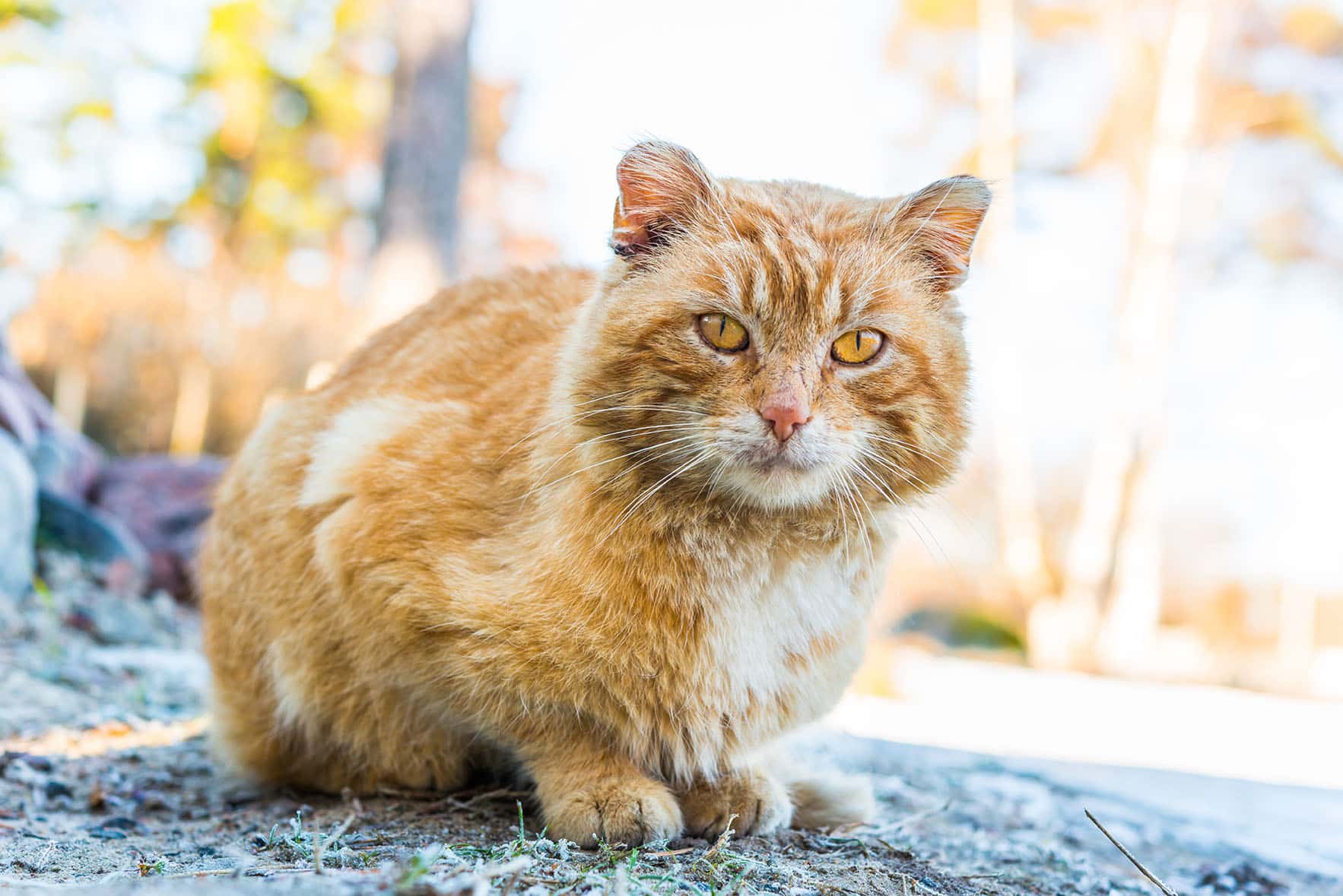 old cat_Georgii Shipin, Shutterstock