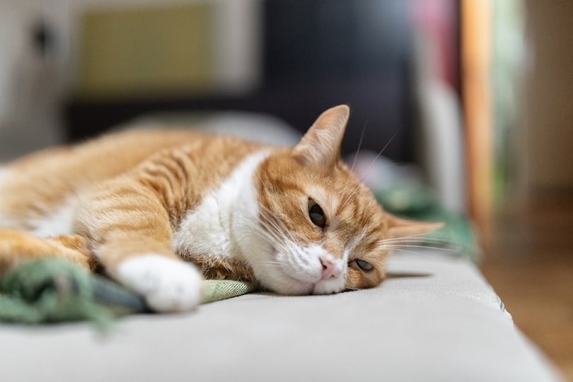 old ginger house cat is resting on the couch