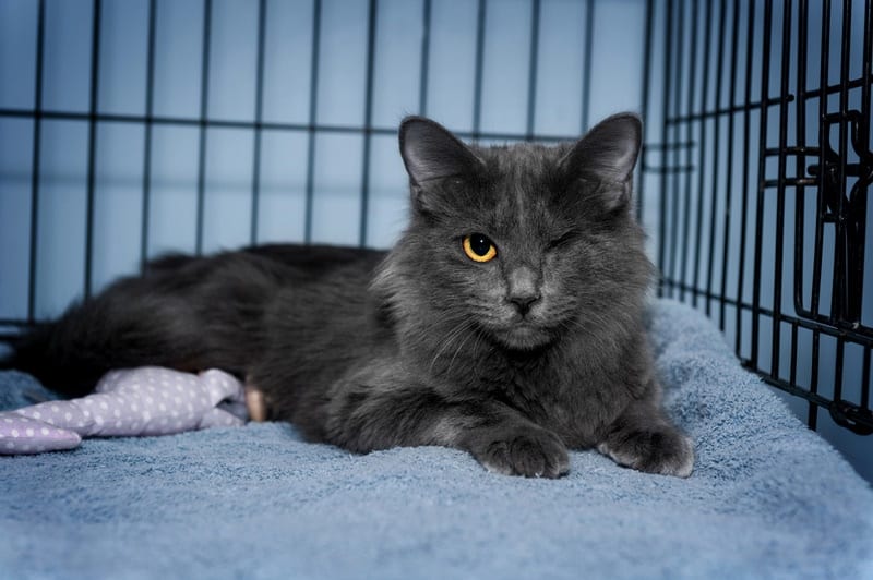 one eyed cat inside cage