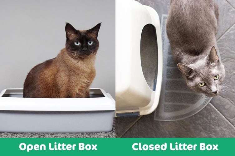 open litter box vs closed litter box