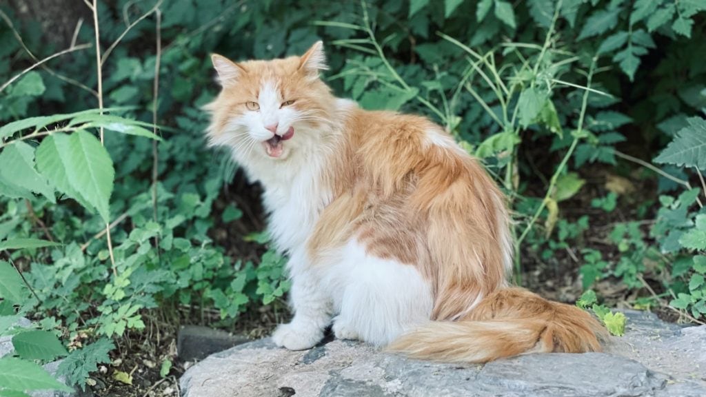 orange and white cat looking at a camera