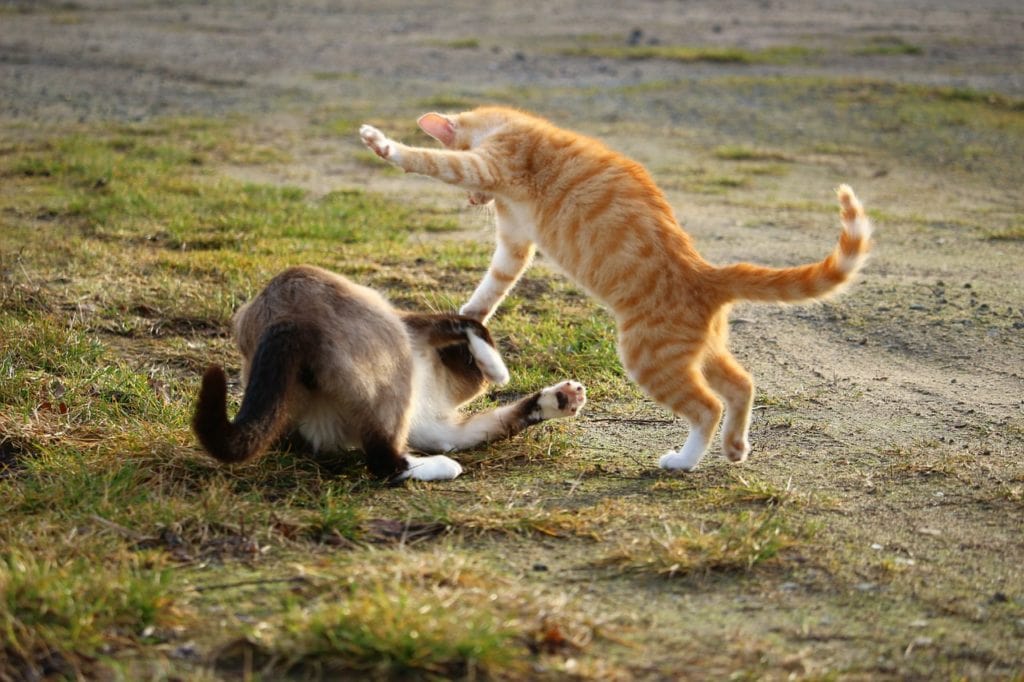 orange cat and siamese cat fighting