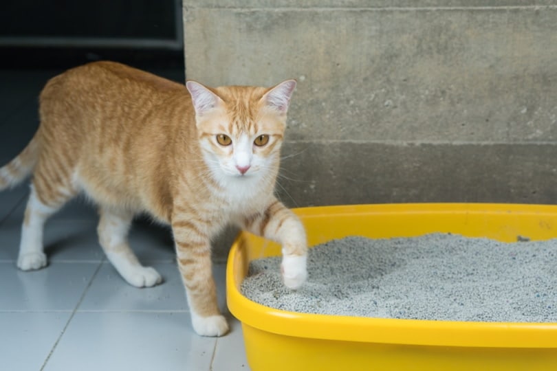 orange-cat-beside-litter-box