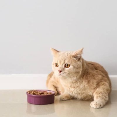 orange cat eating wet food