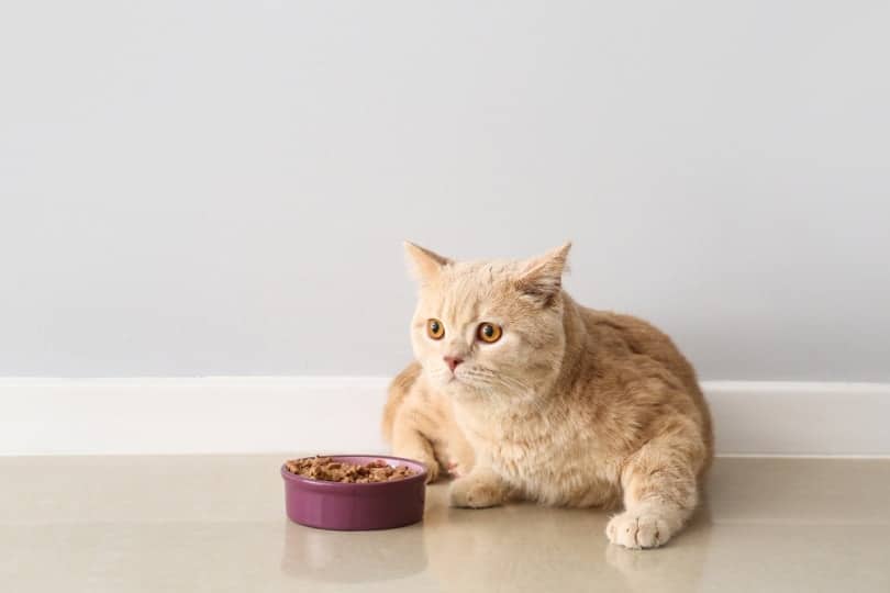 My Cat Scratch Around Their Food Bowl