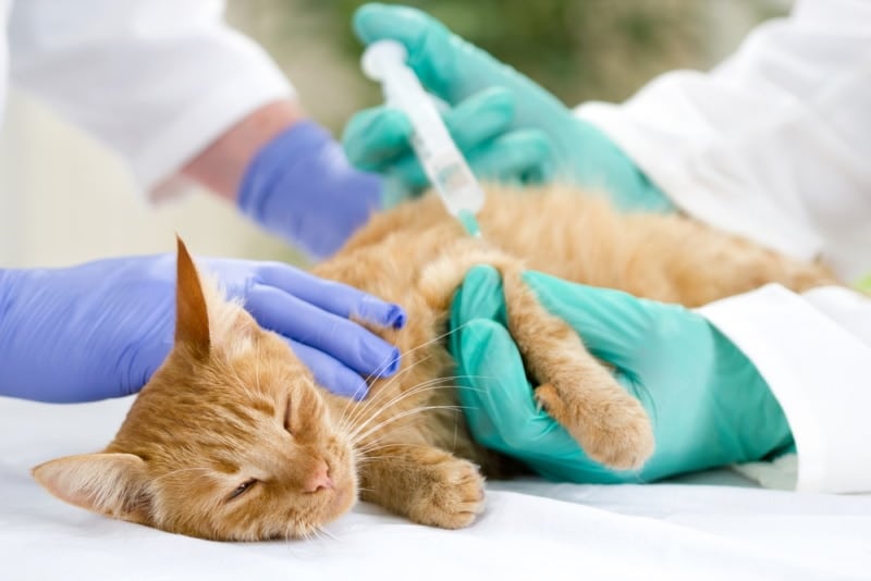 orange cat having vaccine