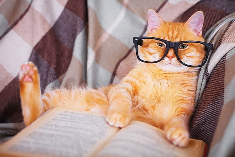 orange cat in glasses with book
