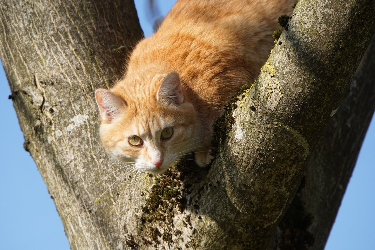 orange cat in the tree
