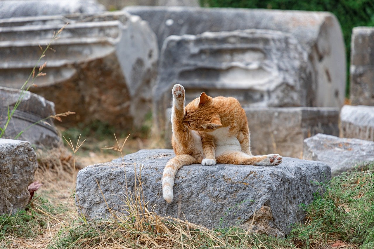 orange cat licking itself