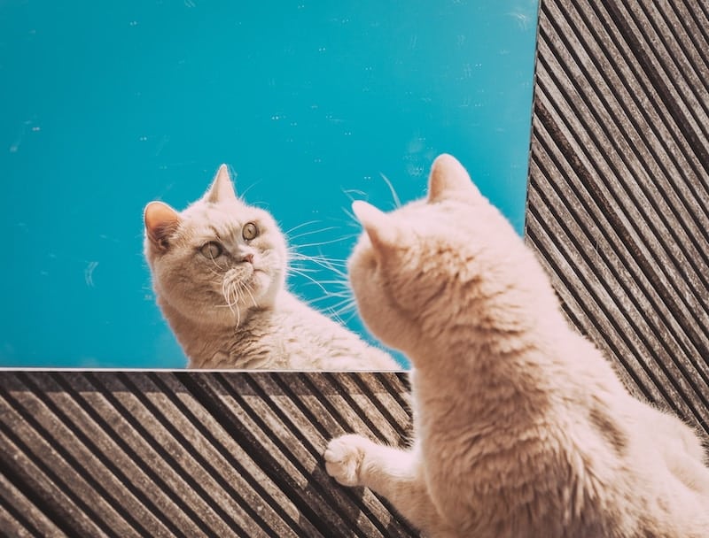 orange cat looking in a mirror