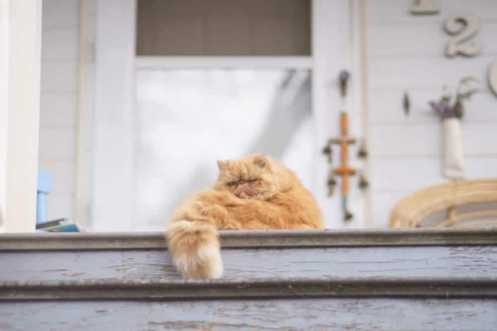orange cat lying on a stairs