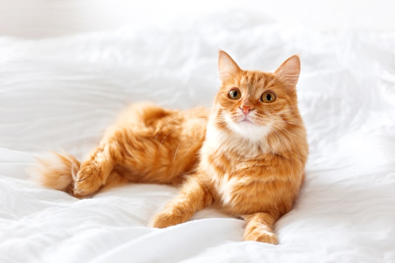orange cat lying on bed