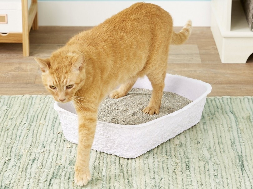 orange cat on disposable litter box
