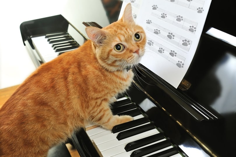 orange cat playing piano