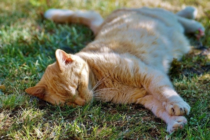 orange cat sleeping on grass