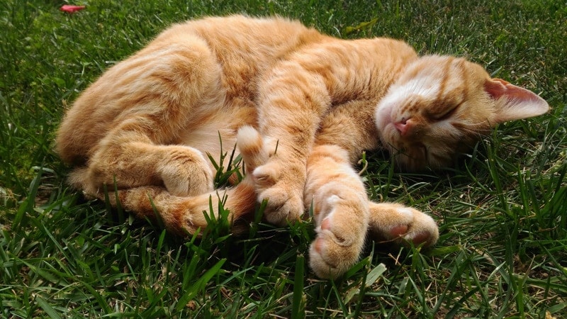 orange cat sleeping on the grass