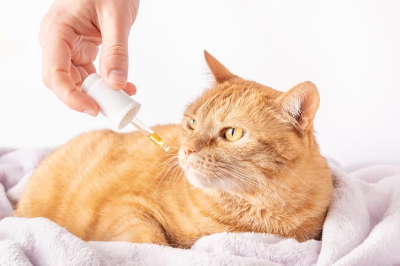 orange cat taking CBD oil