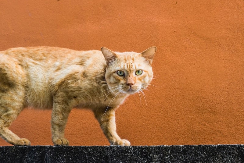 orange cat walking on a wall