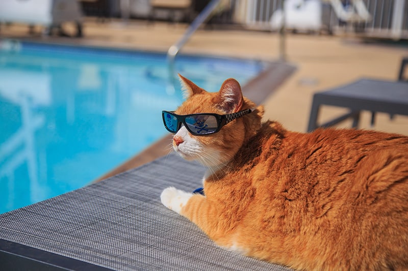 orange cat wearing sunglasses relaxing by the pool