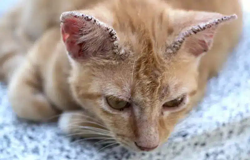orange cat with crusty ear due to ringworm fungus