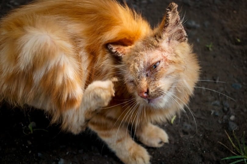 orange cat with scabies