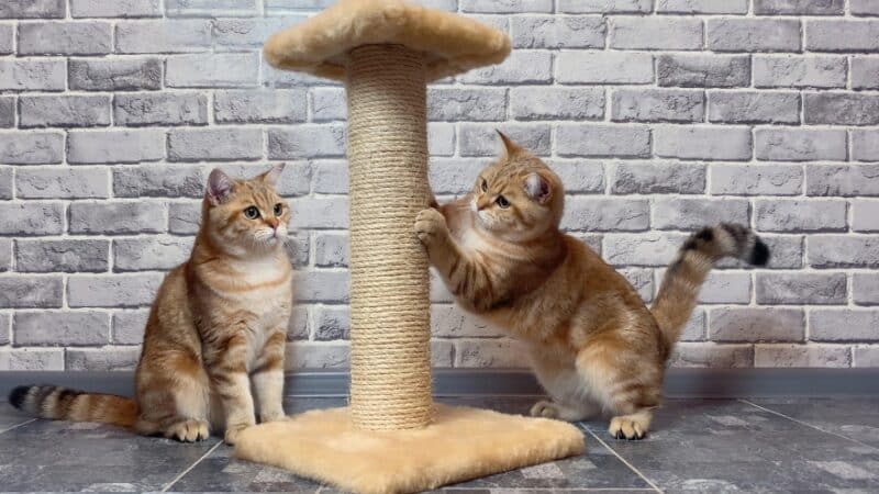 orange-cats-using-scratching-post
