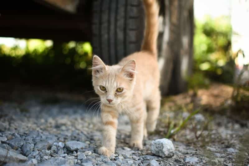 orange cream kitten walking on gravel stone