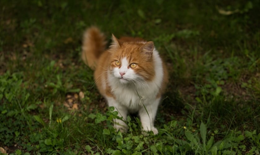 orange domestic cat on the grass