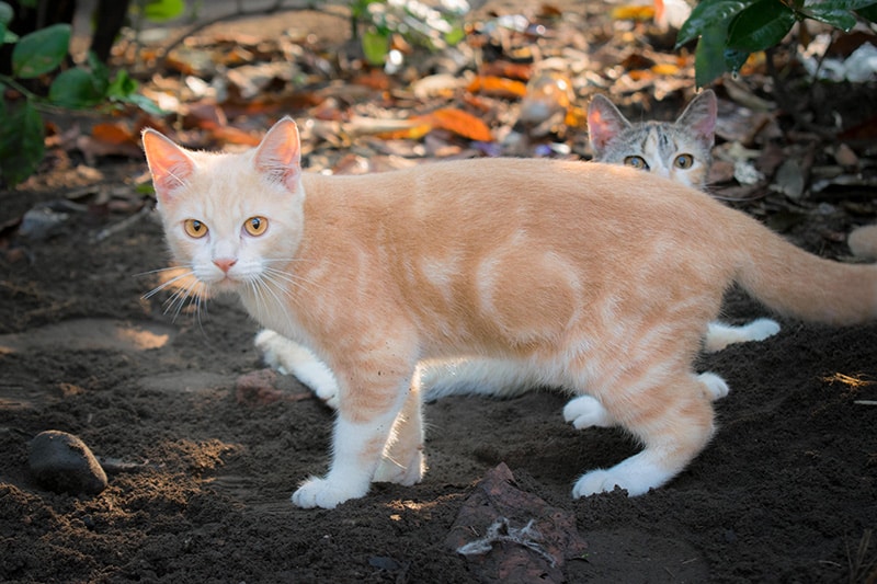 orange javanese cat in the garden
