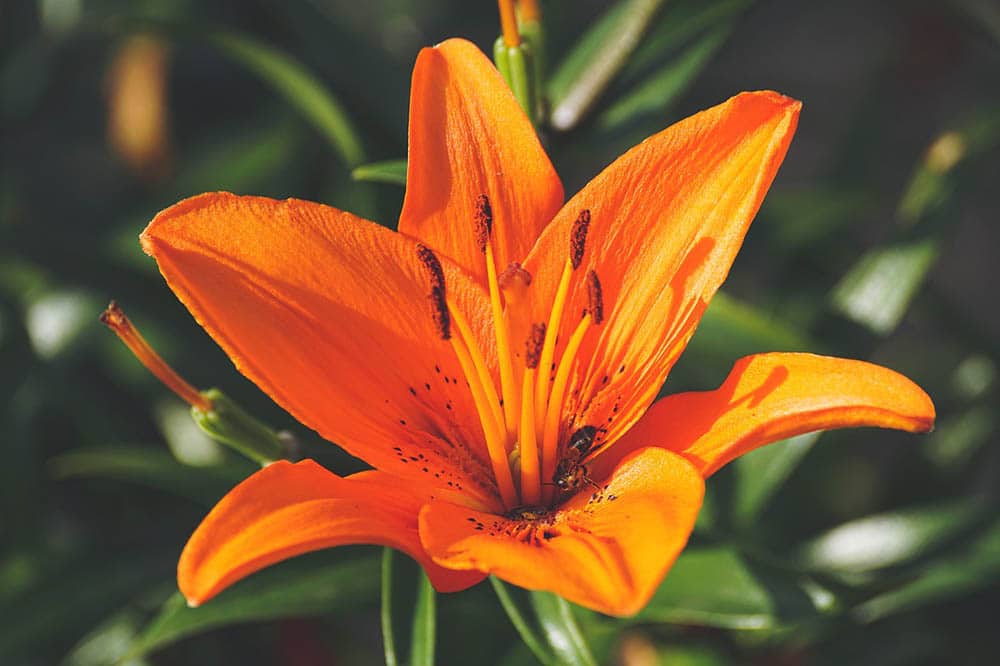 orange lily close up