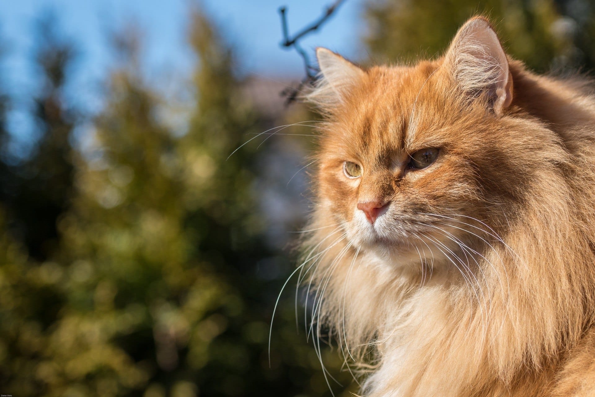 orange long-haired cat mane mini lion