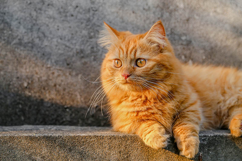 orange munchkin cat