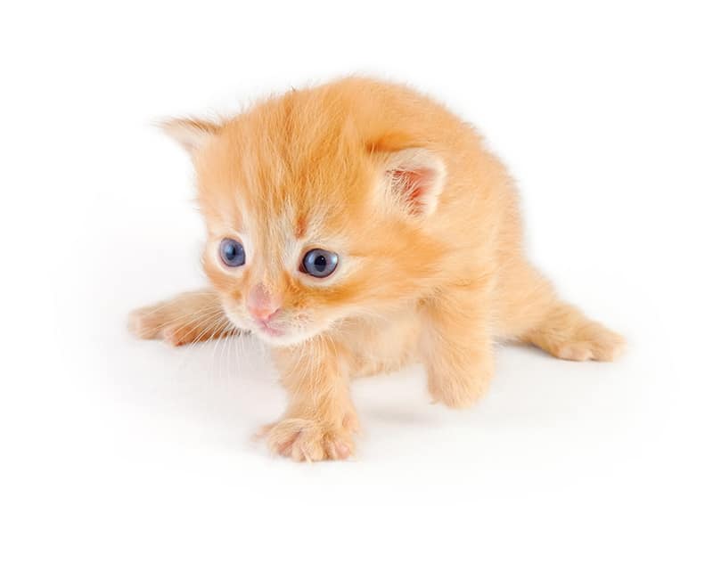 orange newborn kitten suffering from swimmer syndrome