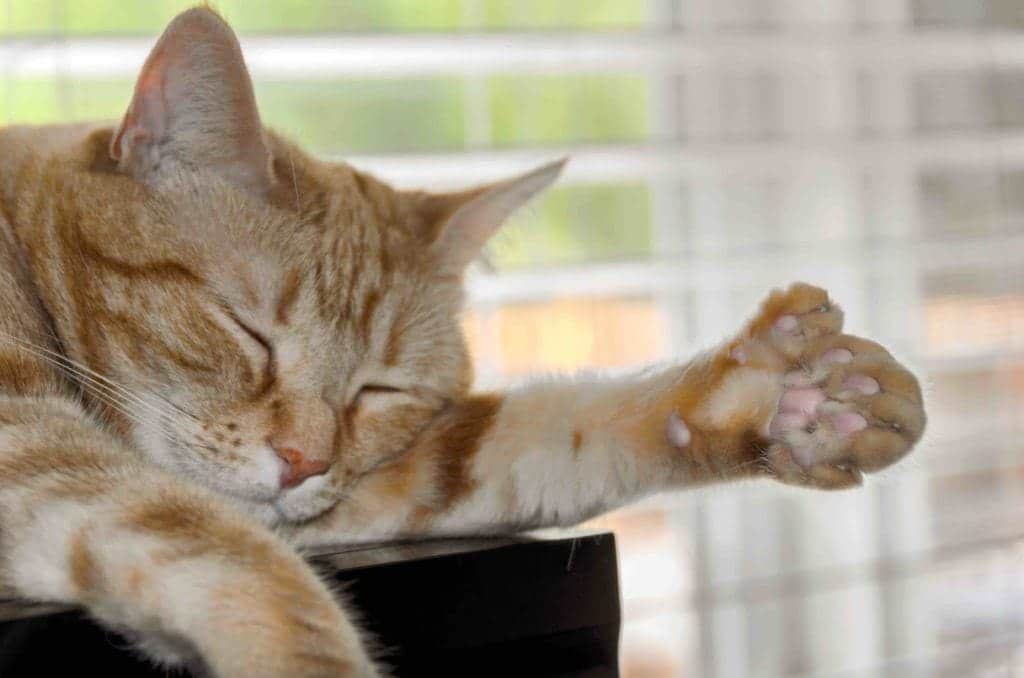 orange polydactyl cat sleeping