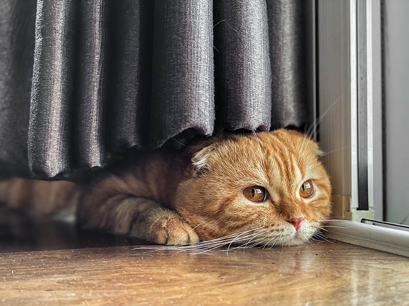 orange scottish fold resting under the curtain