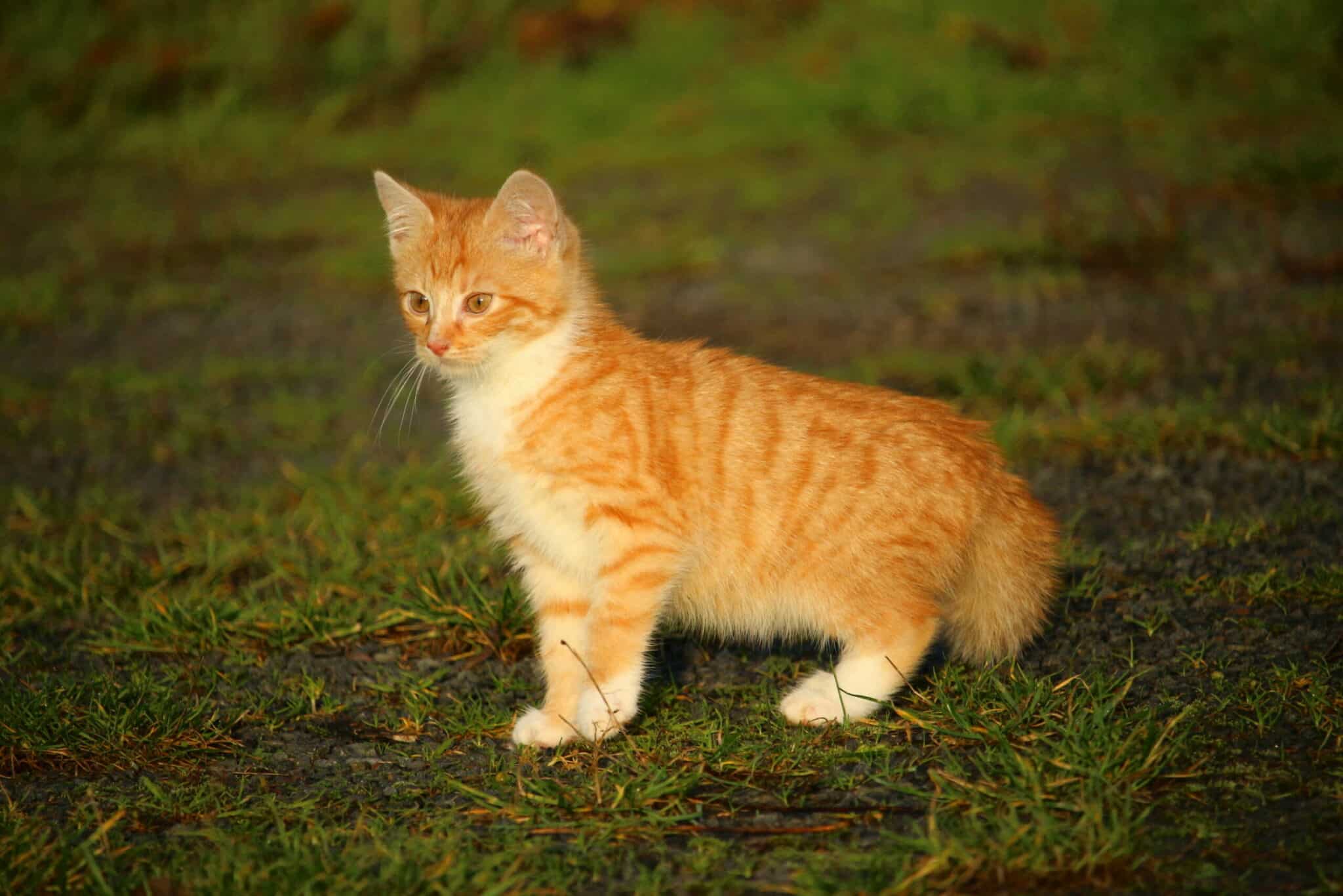 orange tiger striped kitten on grass