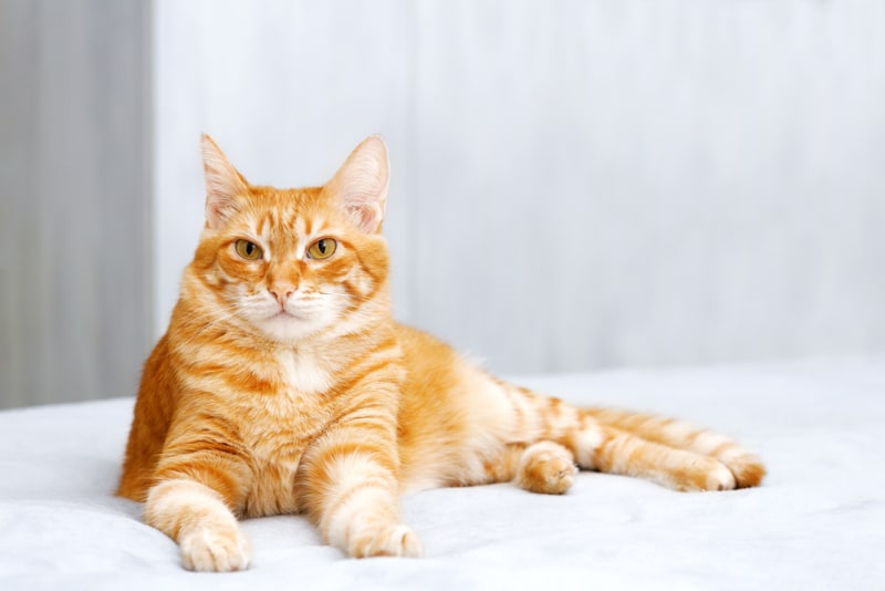 orange tabby cat lying on bed