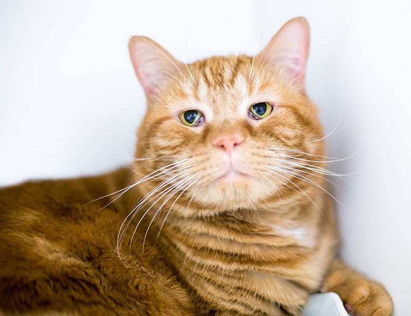 orange tabby domestic shorthair cat with haws syndrome