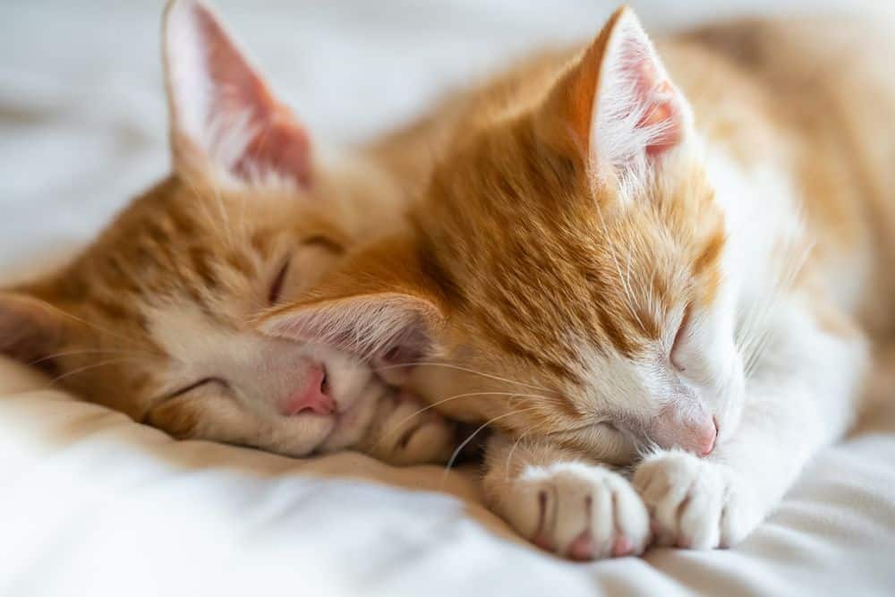 orange twin cats sleeping