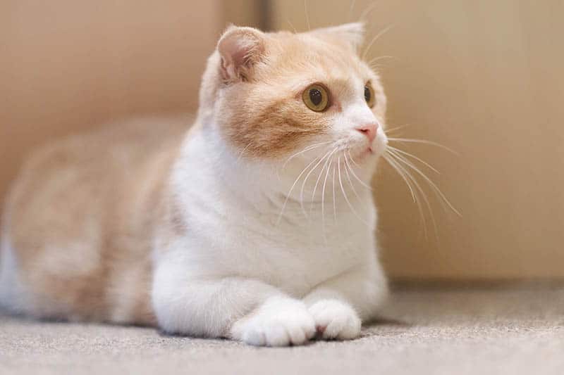 orange white munchkin cat