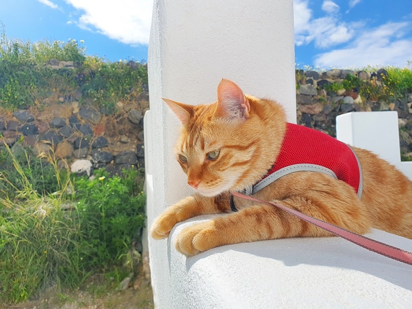 orange yellow cat wear a red harness_NINA IN SANTORINI_shutterstock